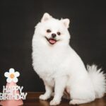 Dog Birthday Instagram Captions