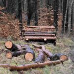 Best Deforestation Slogans And Taglines