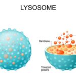Best Lysosome Pick Up Lines And Rizz