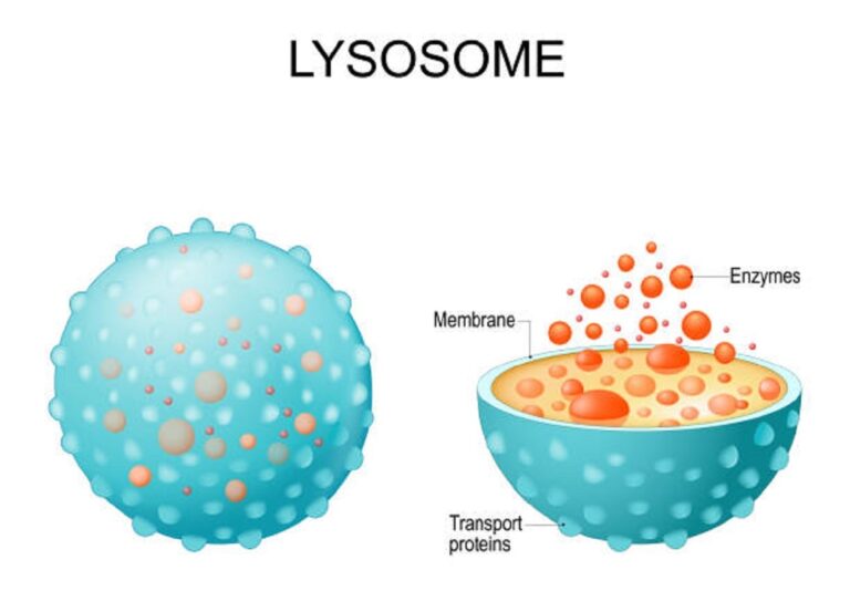 Best Lysosome Pick Up Lines And Rizz