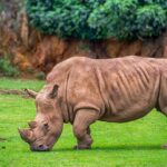 Best Save Rhino Slogans And Taglines