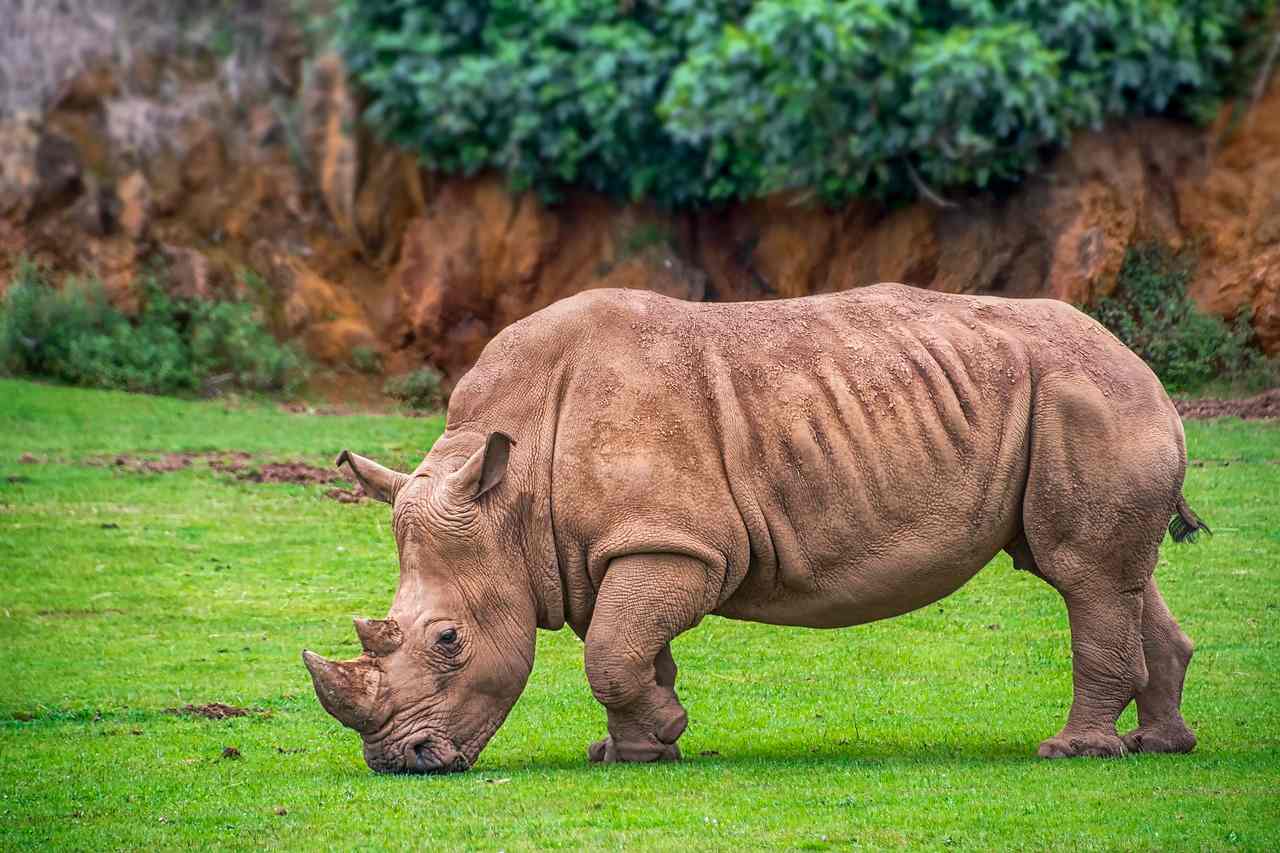 Best Save Rhino Slogans And Taglines