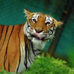 Best Save Tigers Slogans And Taglines