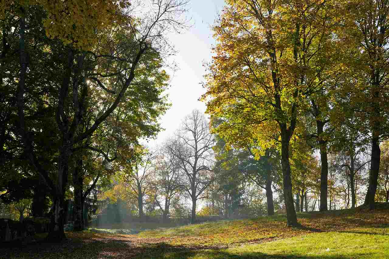 Best World Forest Day Slogans And Taglines