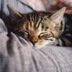 59+ Best Domestic Pets Instagram Captions