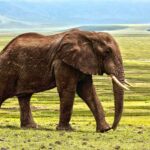 79+ Best Elephant Instagram Captions