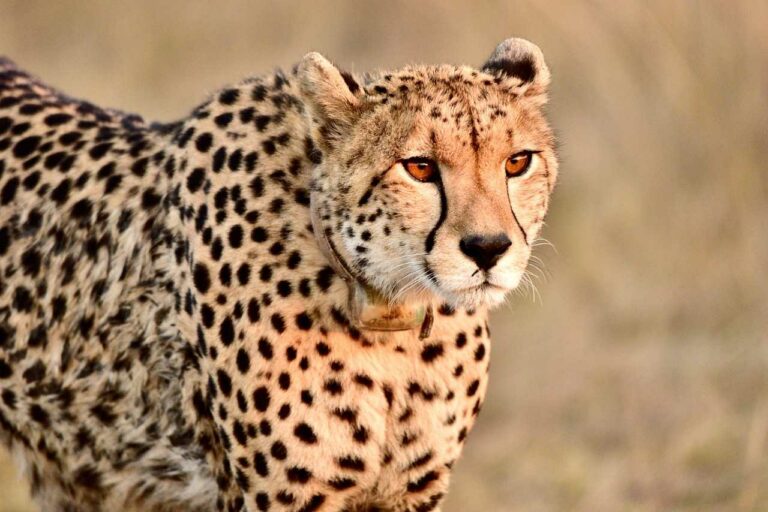 99+ Best Cheetah Instagram Captions