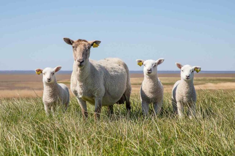 99+ Best Sheep Instagram Captions