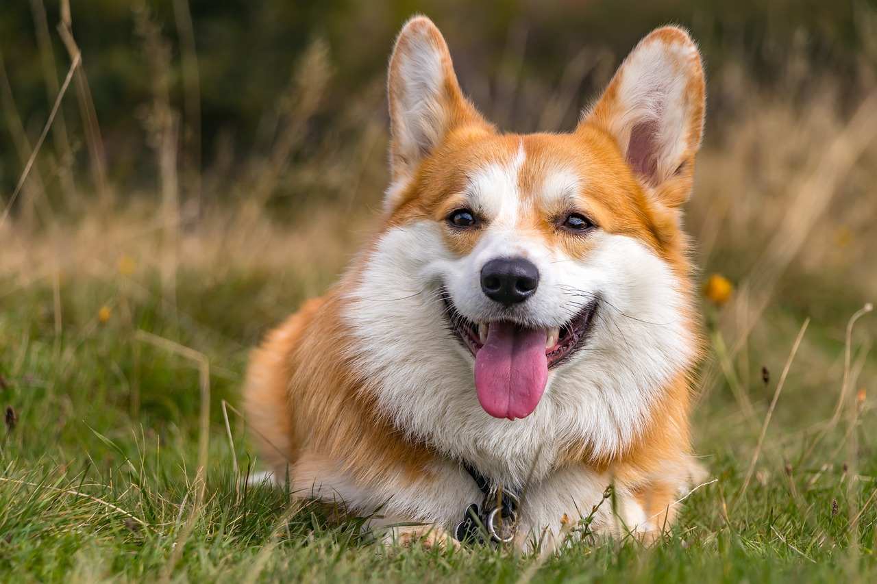 Best Corgi Dog Names Ideas For Male & Female