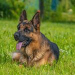 Best German Shepherd Dog Names Ideas For Male & Female