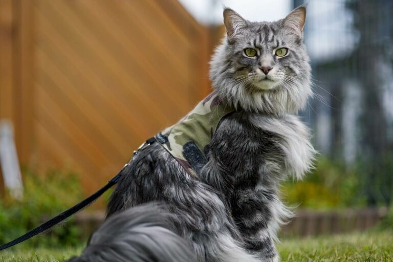 Best Maine Coon Cat Names Ideas For Male & Female