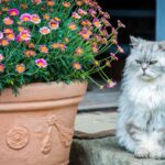 Best Persian Cat Names Ideas For Male & Female