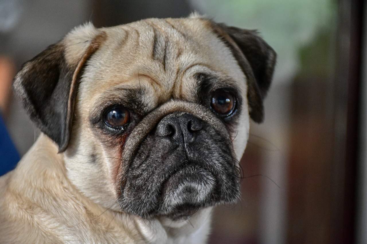 Best Pug Dog Names Ideas For Male & Female