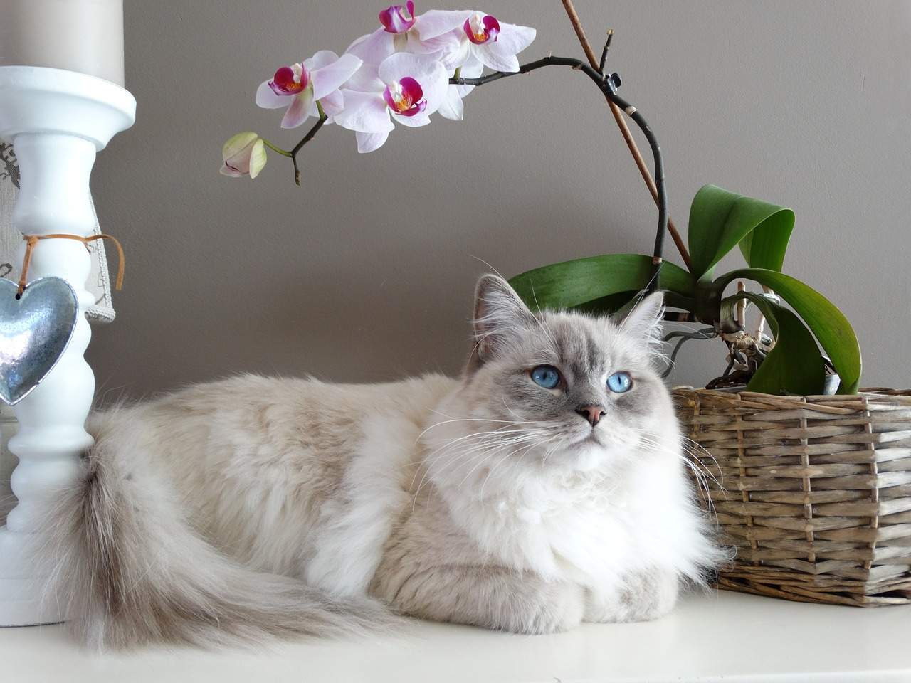 Best Ragdoll Cat Names Ideas For Male & Female