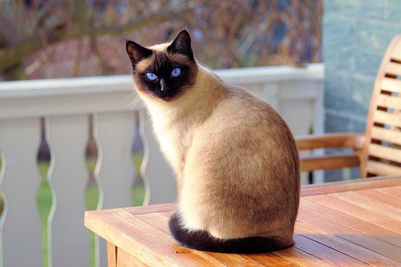 Best Siamese Cat Names Ideas For Male & Female