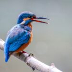 119+ Best Birds Instagram Captions