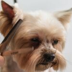 79+ Best Dog Haircut Instagram Captions