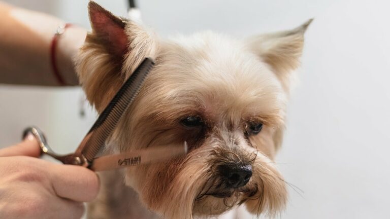 79+ Best Dog Haircut Instagram Captions