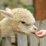 99+ Best Alpaca Instagram Captions