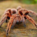 99+ Best Spider Instagram Captions