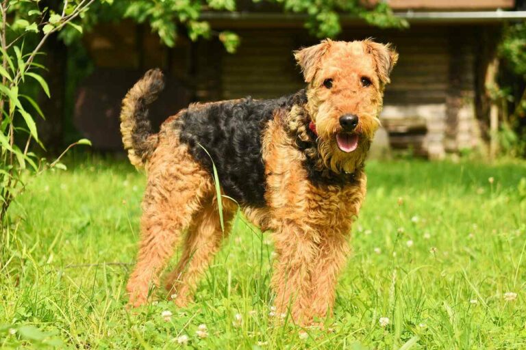 Best Airedale Terrier Dog Names Ideas For Male & Female