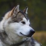 Best Alaskan Malamute Dog Names Ideas For Male & Female