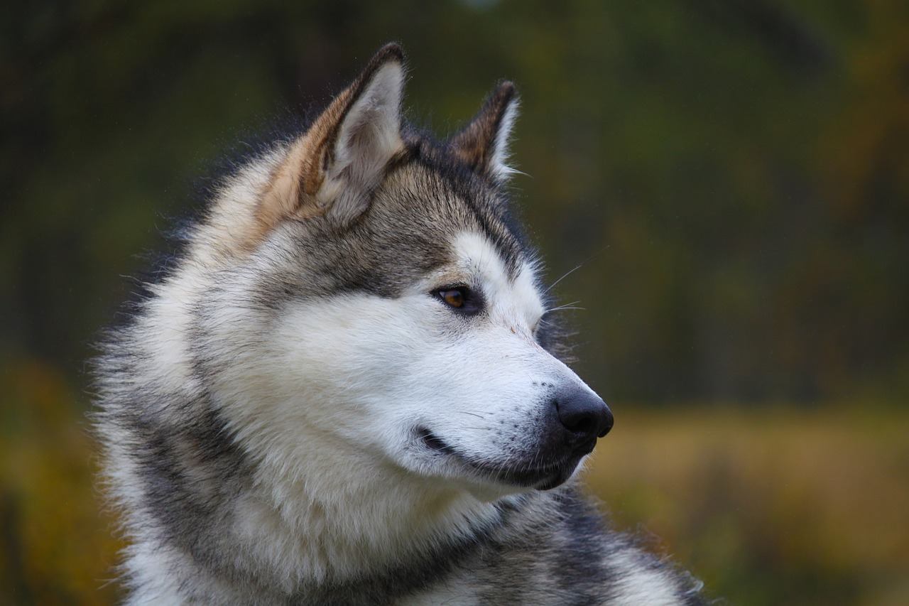 Best Alaskan Malamute Dog Names Ideas For Male & Female