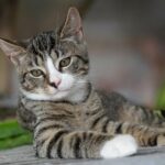 Best American Shorthair Cat Names Ideas For Male & Female