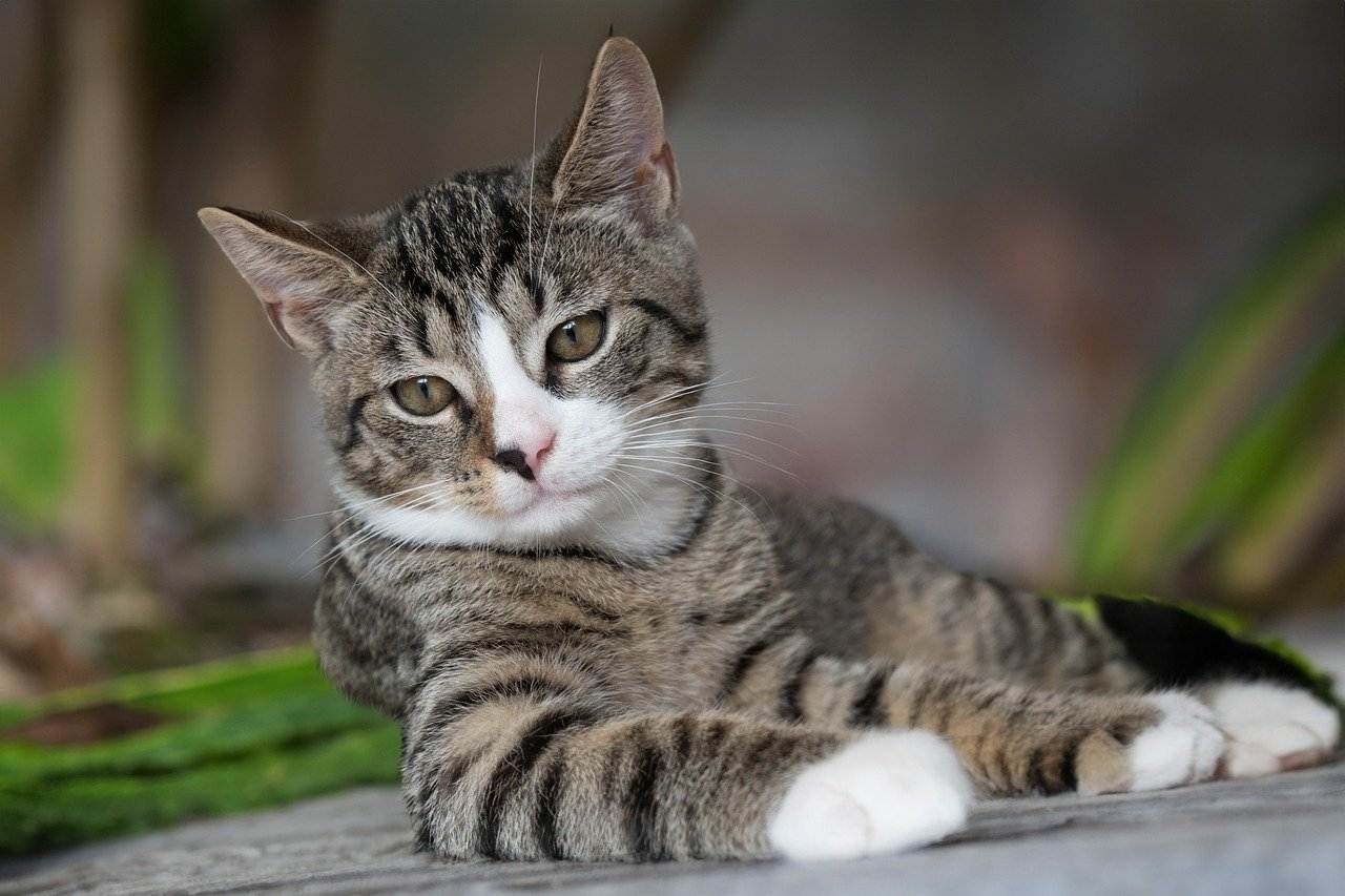 Best American Shorthair Cat Names Ideas For Male & Female