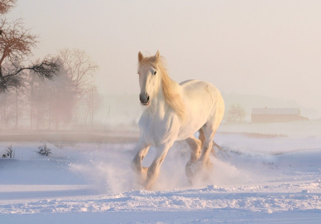 Best Angelic Horse Names Ideas For Male & Female