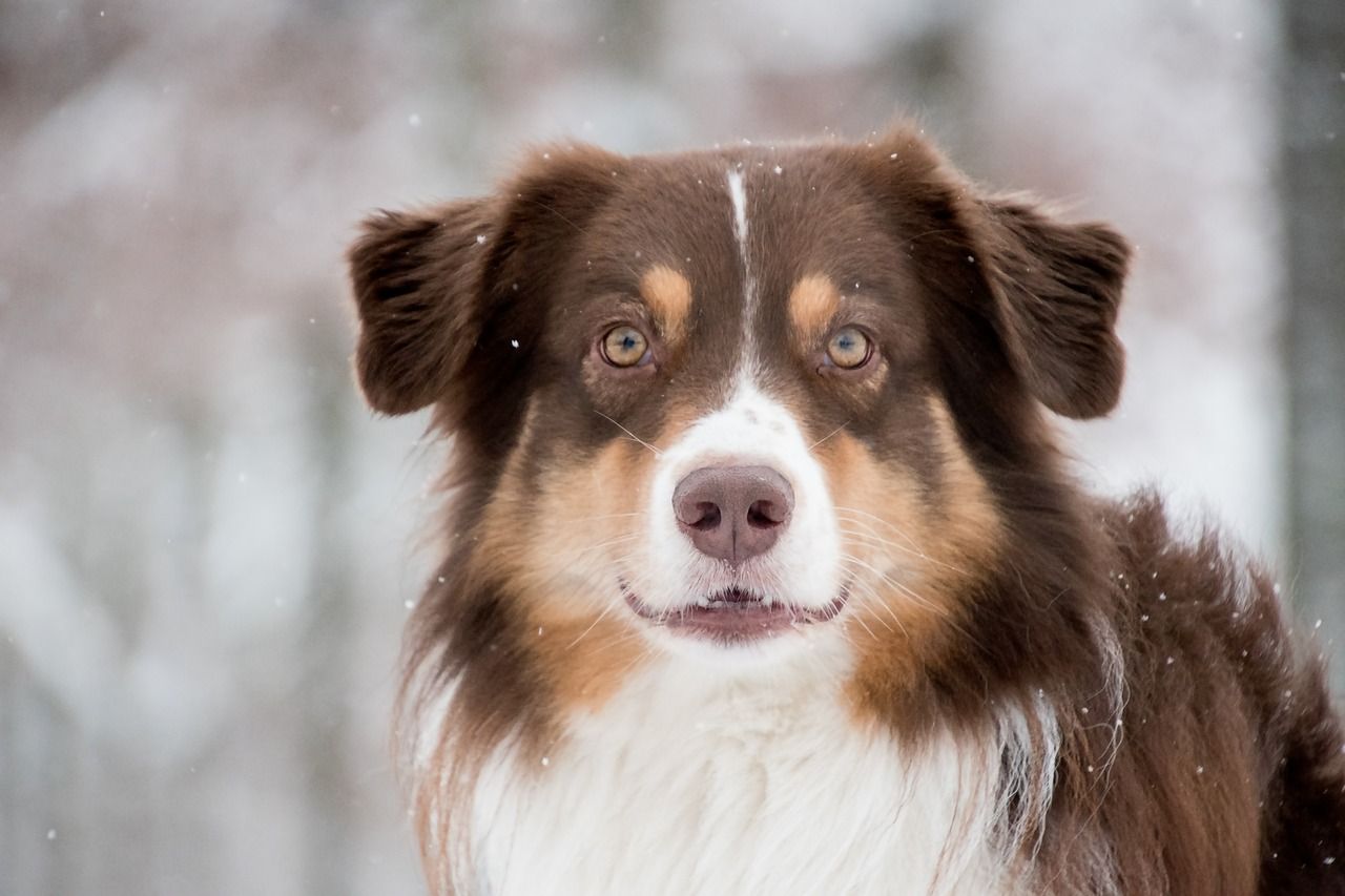 Best Australian Shepherd Dog Names Ideas For Male & Female