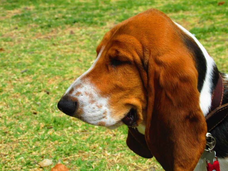 Best Basset Hound Dog Names Ideas For Male & Female