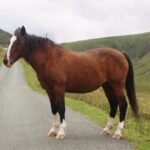 Best Bay Horse Names Ideas For Male & Female