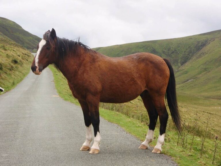 Best Bay Horse Names Ideas For Male & Female