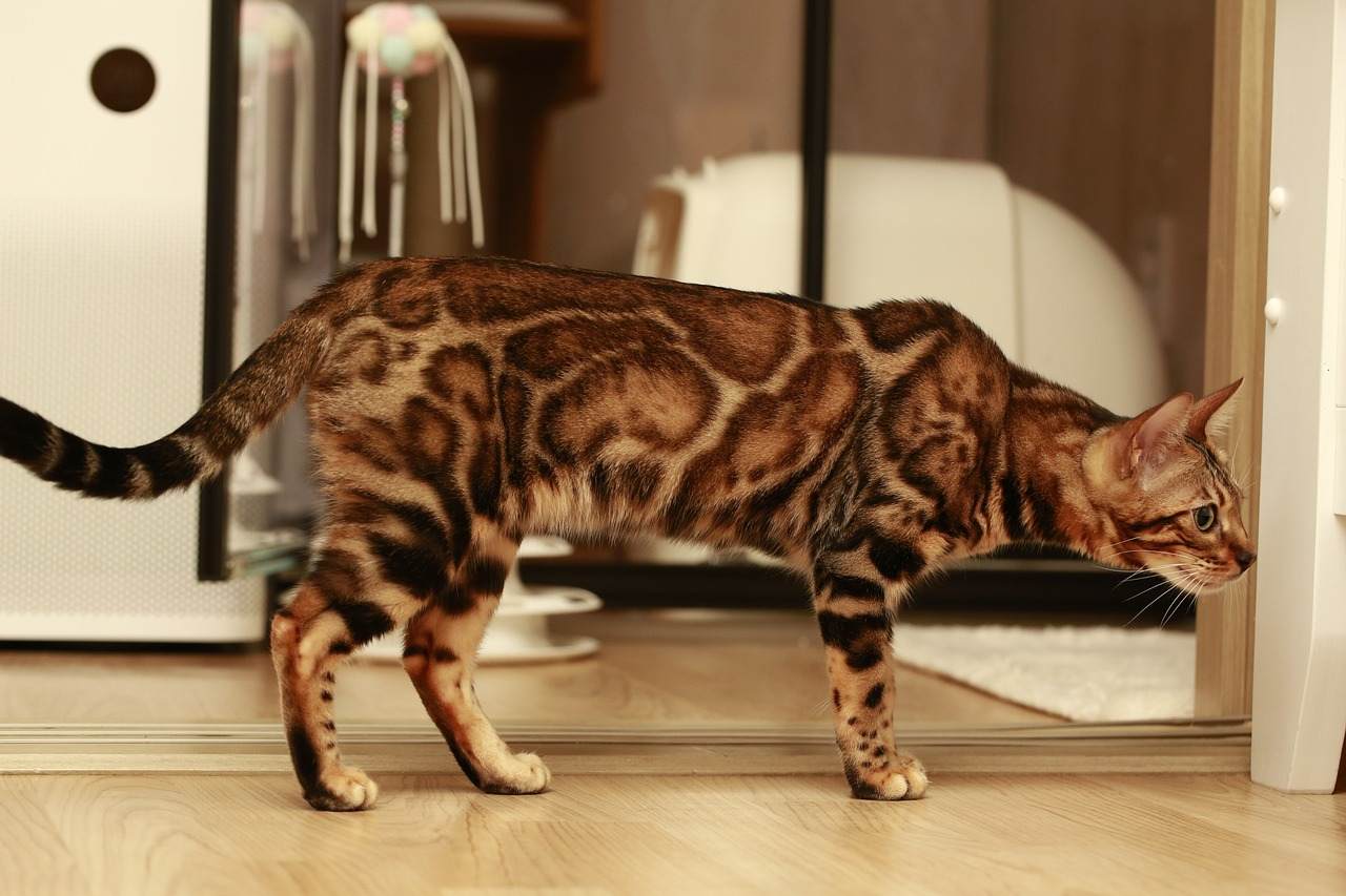 Best Bengal Cat Names Ideas For Male & Female