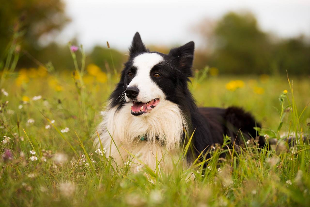 Best Border Collie Dog Names Ideas For Male & Female