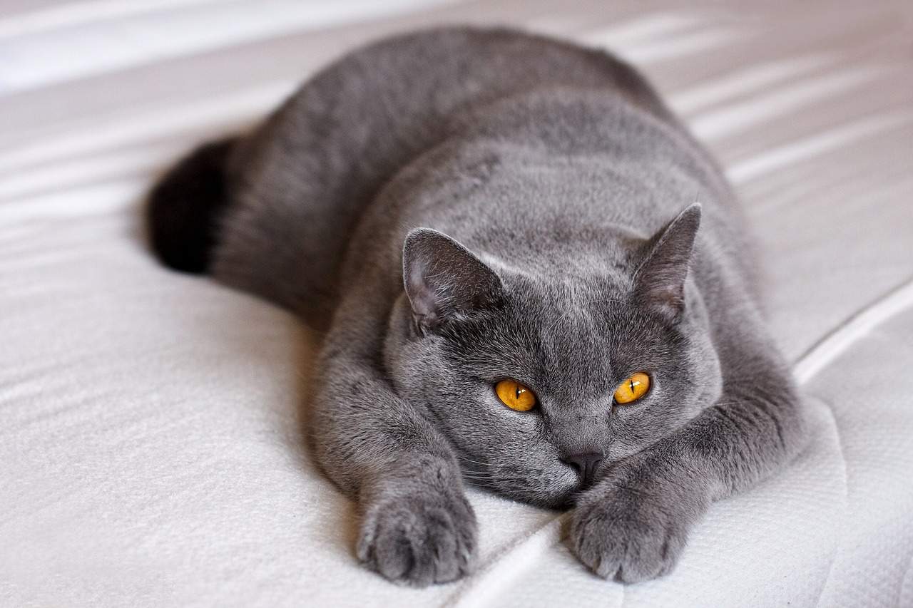 Best British Shorthair Cat Names Ideas For Male & Female