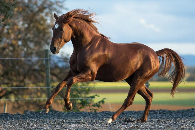 Best Brown Stallion Horse Names Ideas For Male & Female