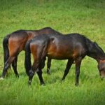 Best Brown and Black Horse Names Ideas For Male & Female