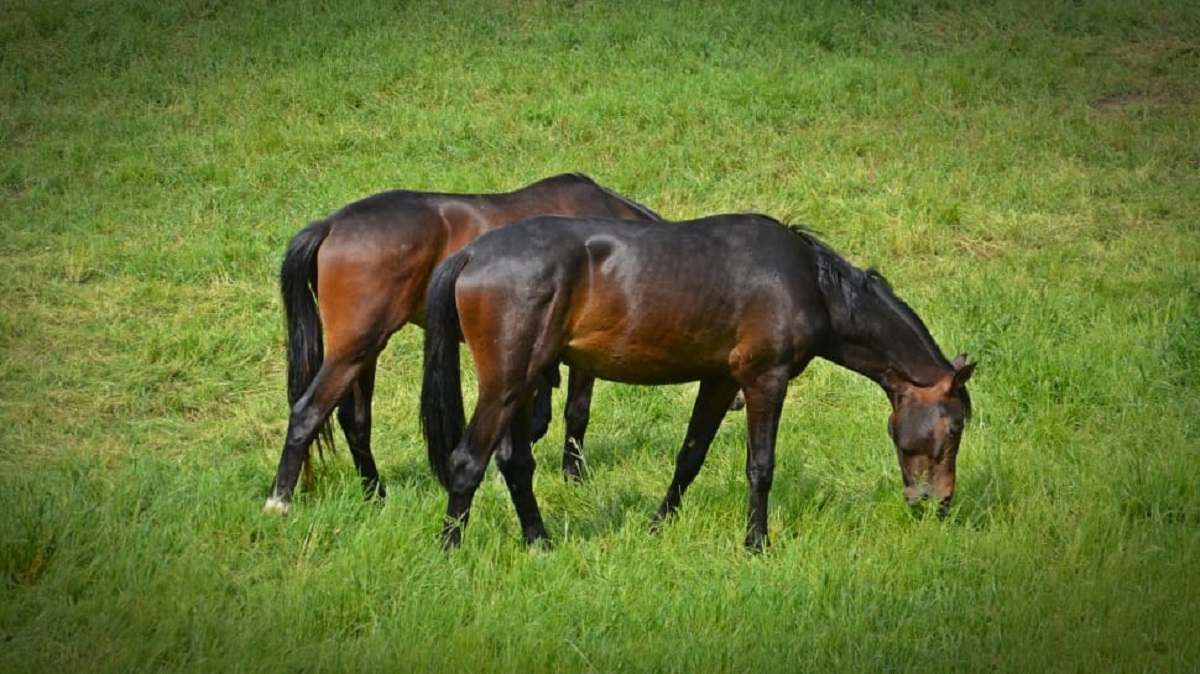 Best Brown and Black Horse Names Ideas For Male & Female