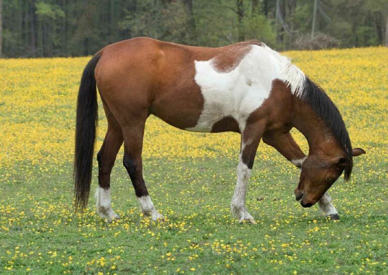 Best Brown and White Paint Horse Names Ideas For Male & Female