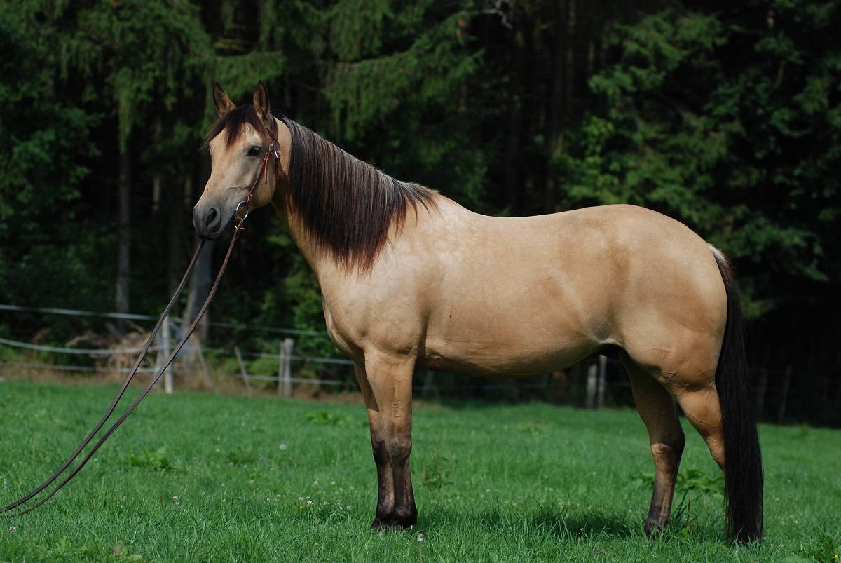 Best Buckskin Brindle Horse Names Ideas For Male & Female