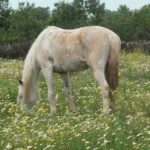 Best Cottagecore Horse Names Ideas For Male & Female