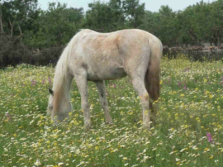Best Cottagecore Horse Names Ideas For Male & Female