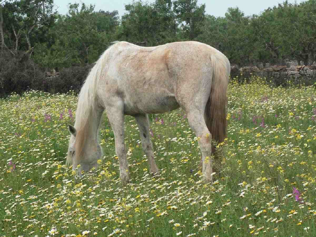 Best Cottagecore Horse Names Ideas For Male & Female