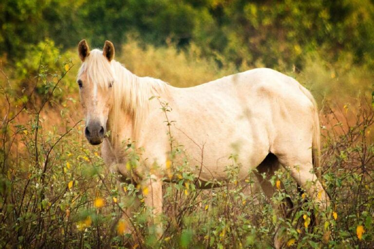 Best Criollo Horse Names Ideas For Male & Female