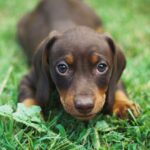 Best Dachshund Dog Names Ideas For Male & Female