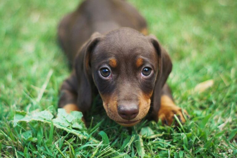 Best Dachshund Dog Names Ideas For Male & Female