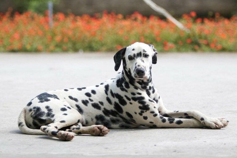 Best Dalmatian Dog Names Ideas For Male & Female