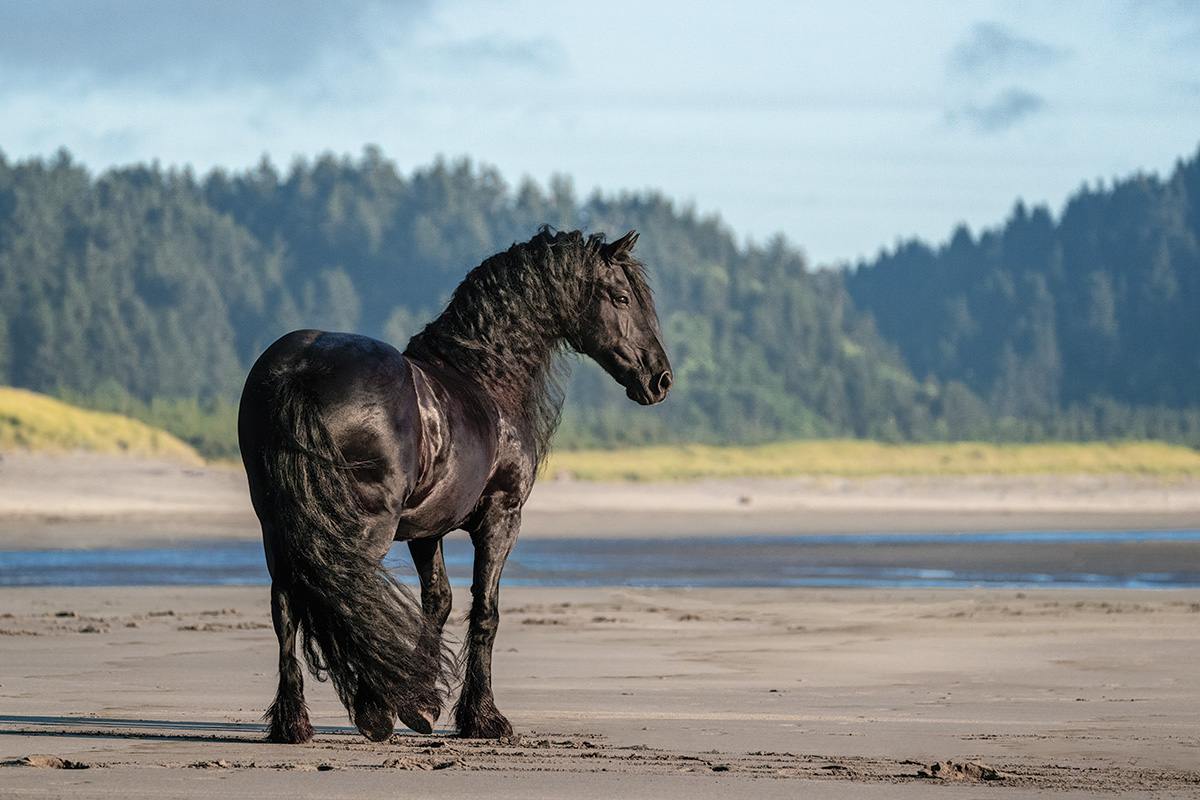 Best Friesian Horse Names Ideas For Male & Female